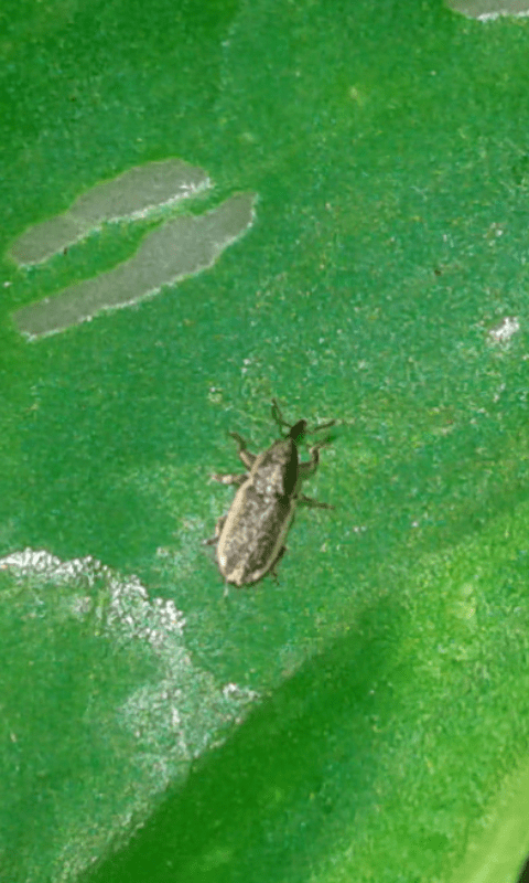 Curculionidae : Mecinus circulatus? S